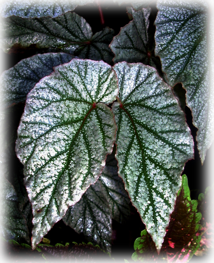 B. ‘Catherine Elks’